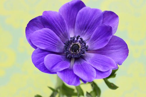 Beautiful Blue Flowers in the world